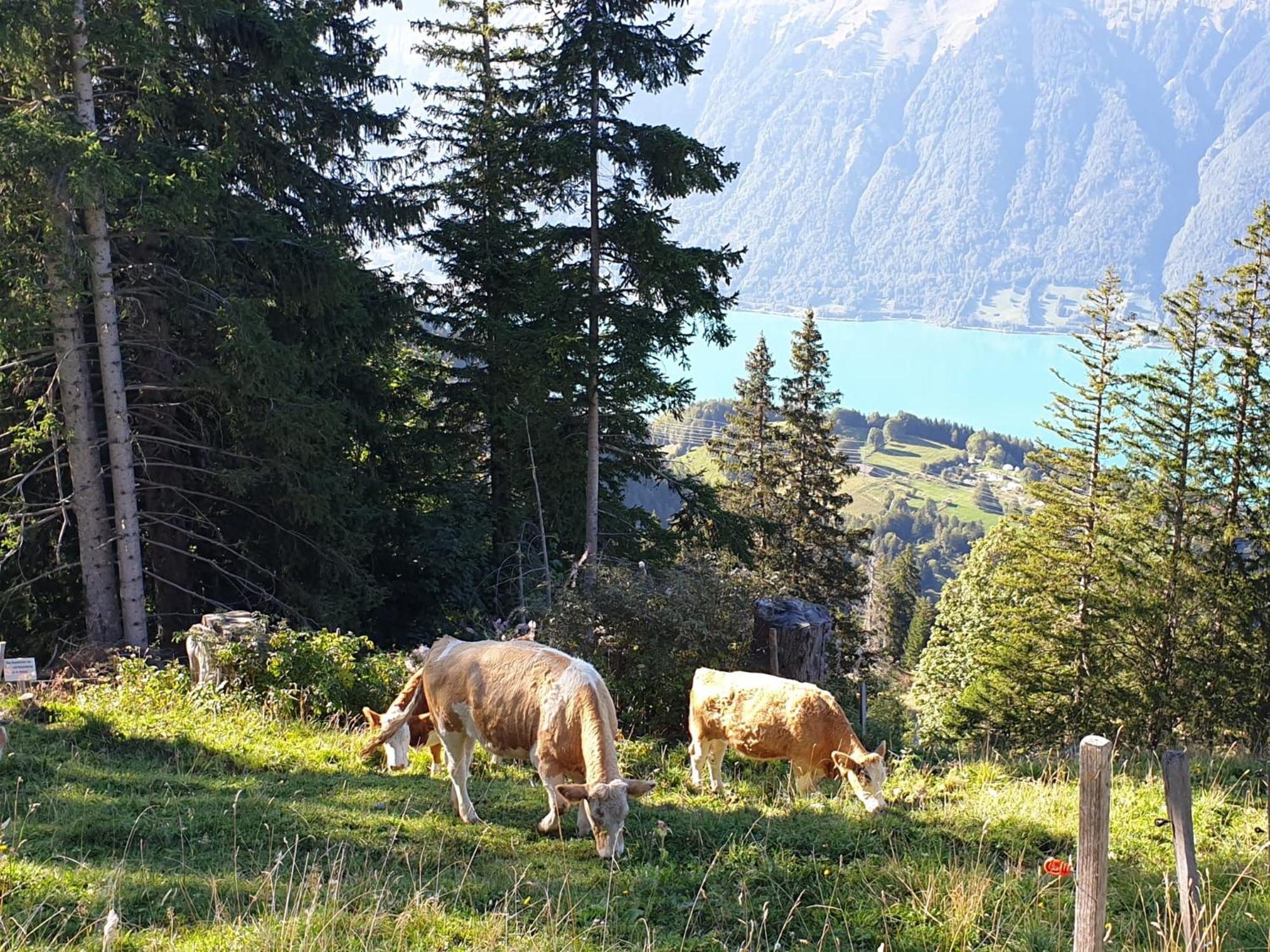 Burehuesli Axalp Villa Kültér fotó